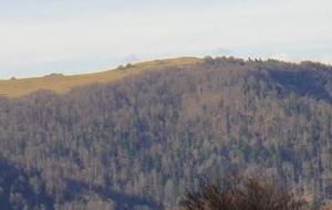 Les Foulees du Bruckenwald 11,7km D+ 477 Courte Montagne